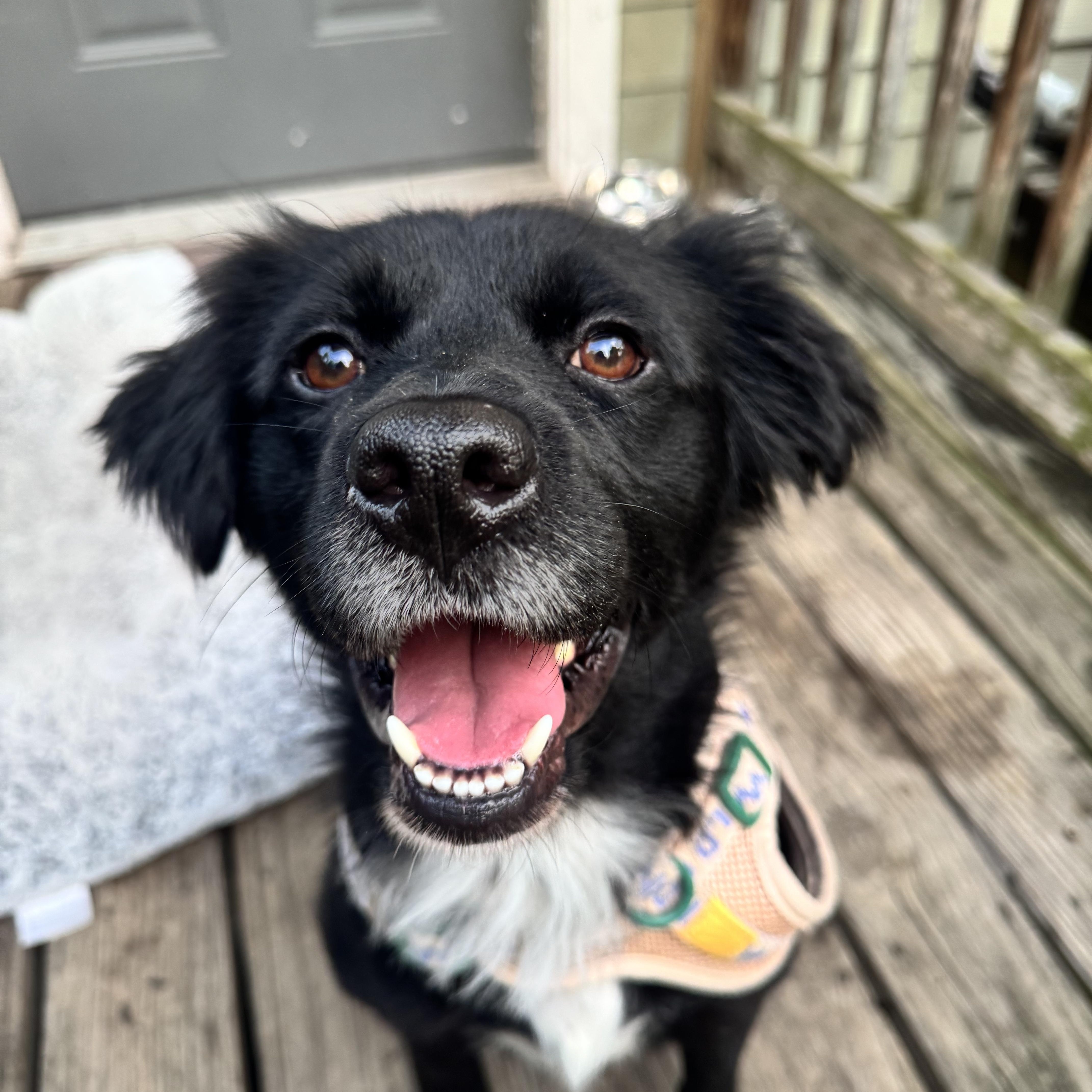 Truman, Adoptable, Adult Male Spaniel.