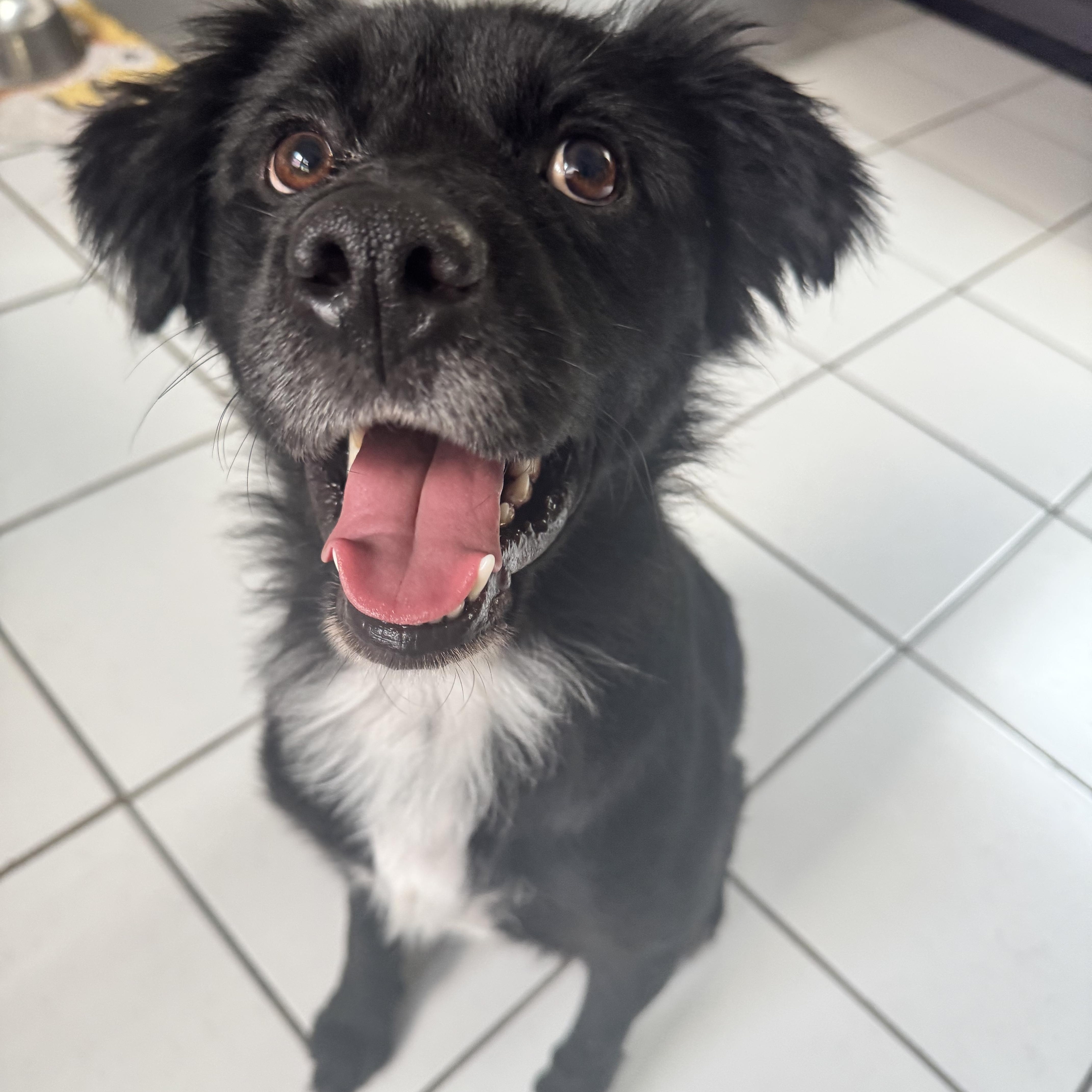 Enlarge Truman, a Adoptable mixed breed in New Orleans, LA image 4/6