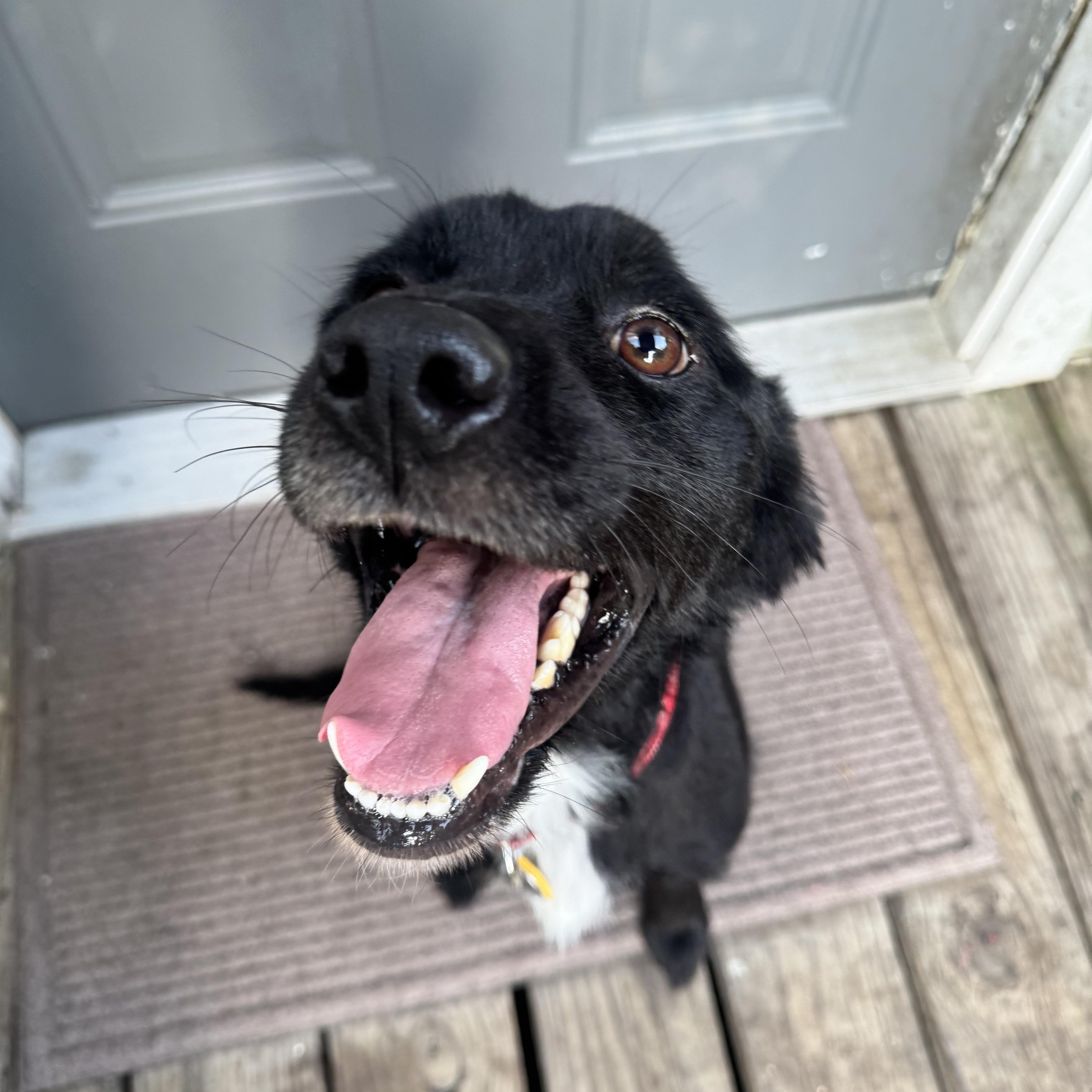 Enlarge Truman, a Adoptable mixed breed in New Orleans, LA image 6/6
