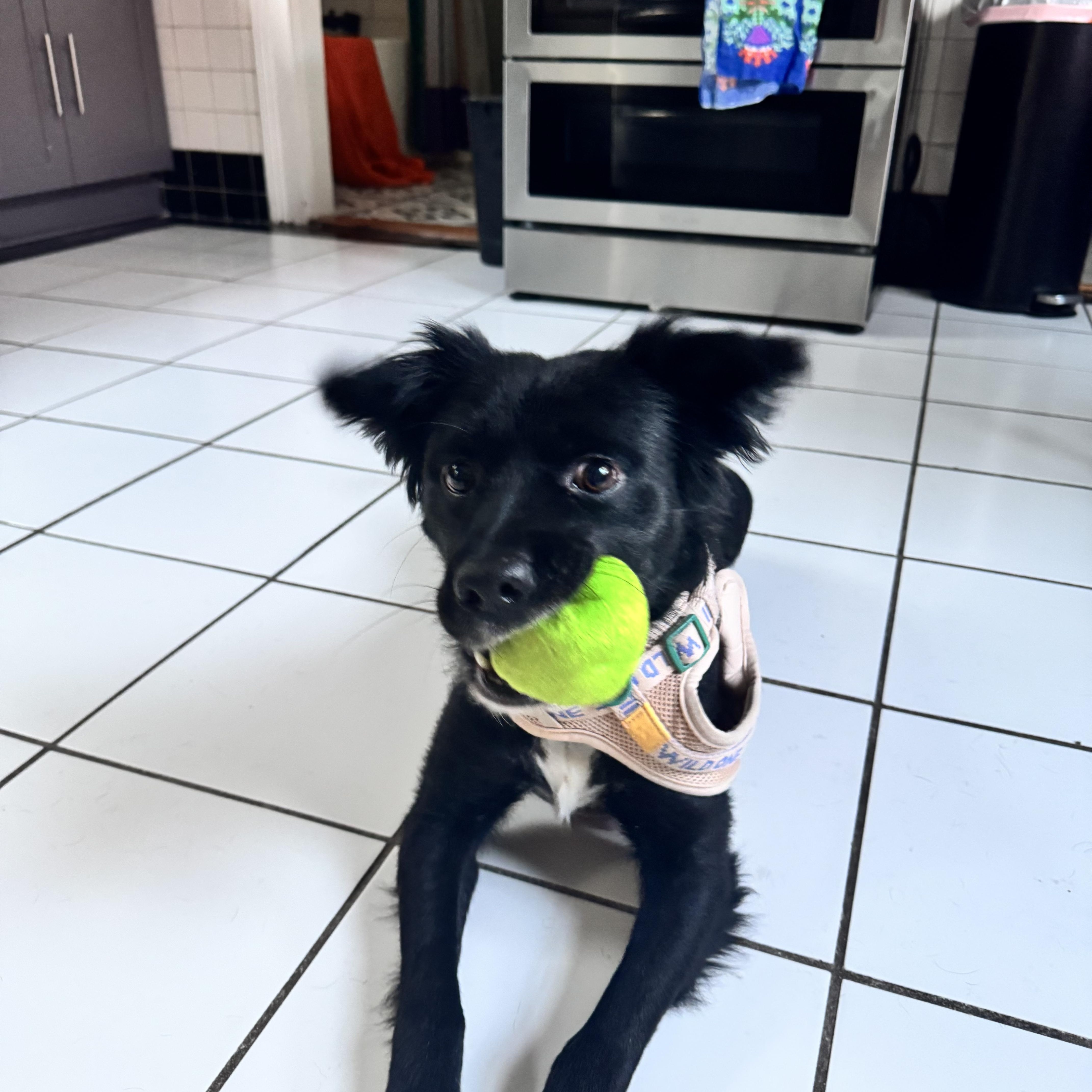 Enlarge Truman, a Adoptable mixed breed in New Orleans, LA image 3/6