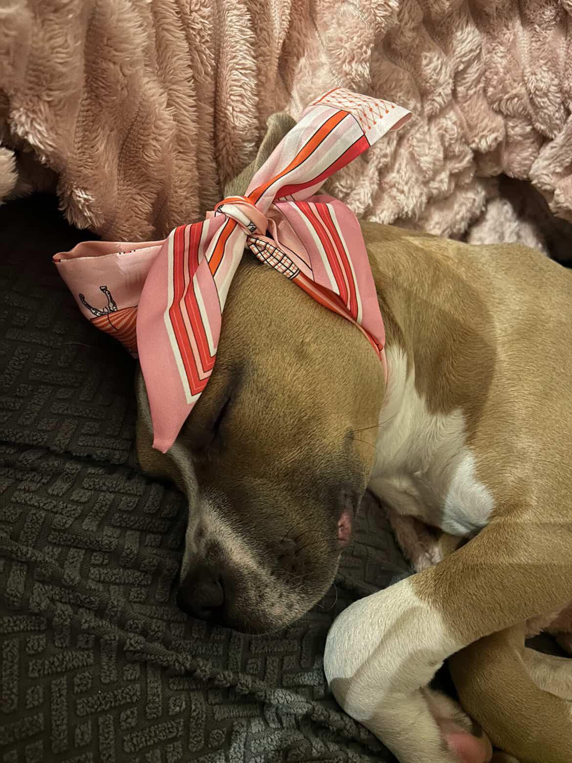 Doja, a ADOPTABLE American Bully in North Miami, FL image 5/6