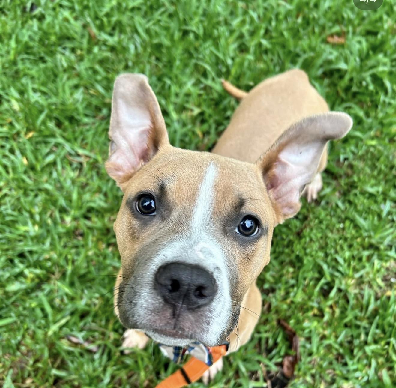 Doja, a ADOPTABLE American Bully in North Miami, FL image 1/6