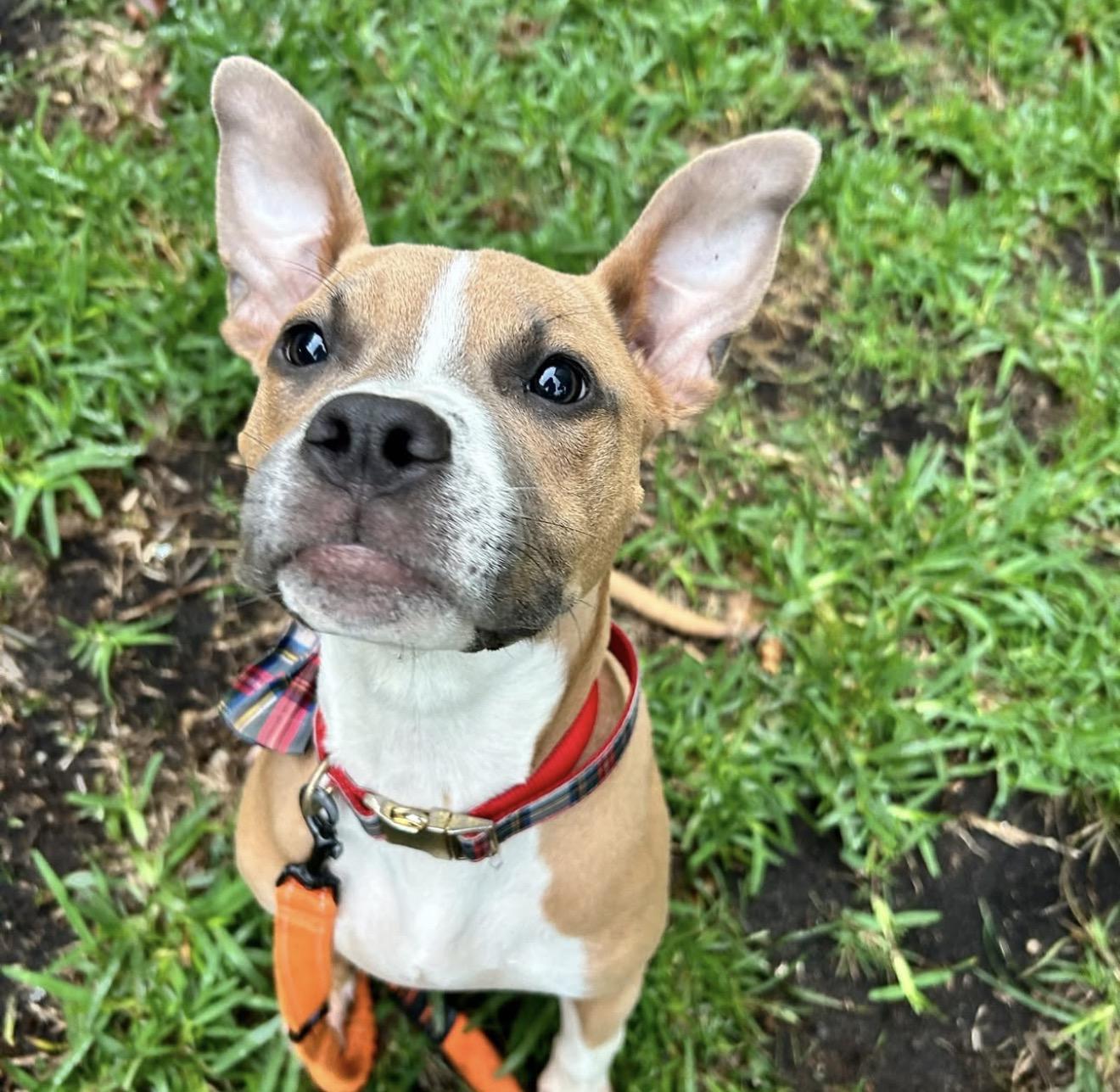 Doja, a ADOPTABLE American Bully in North Miami, FL image 4/6