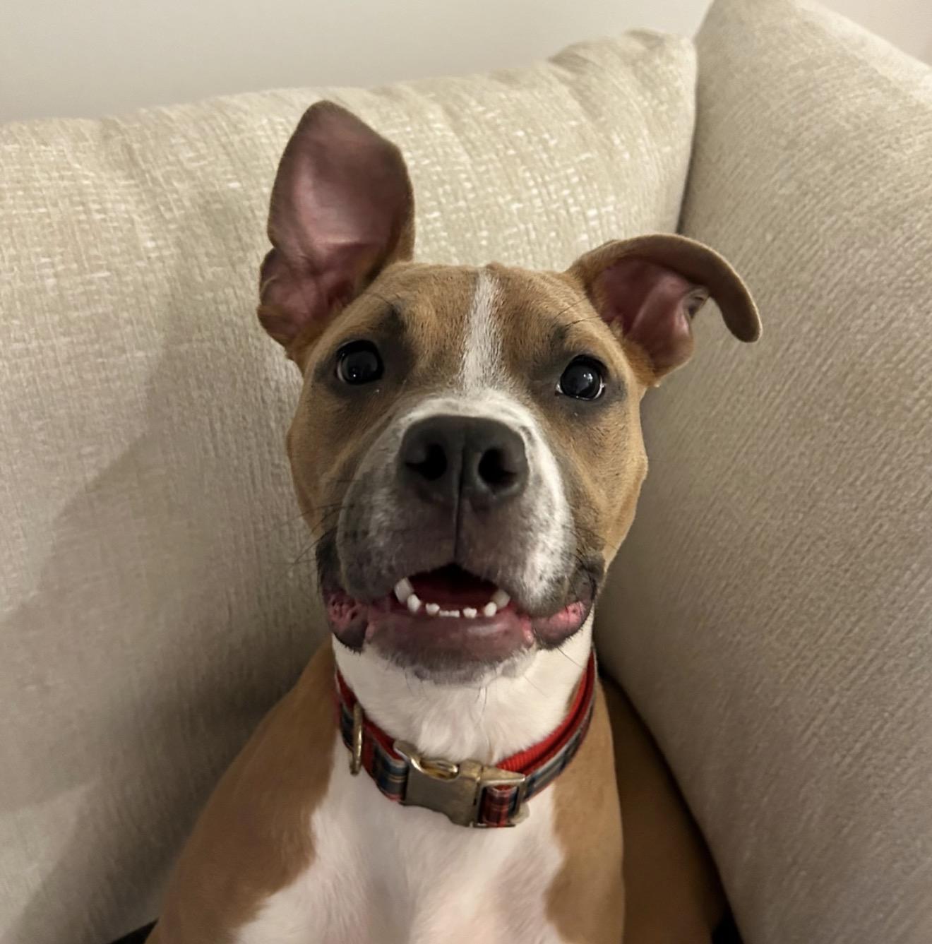 Doja, a ADOPTABLE American Bully in North Miami, FL image 3/6