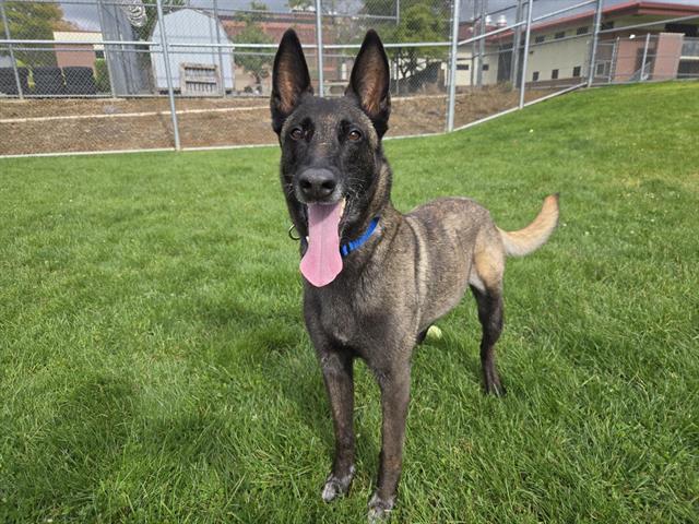 Enlarge COCO, a Adoptable Belgian Shepherd / Malinois in Auburn, CA image 1/1