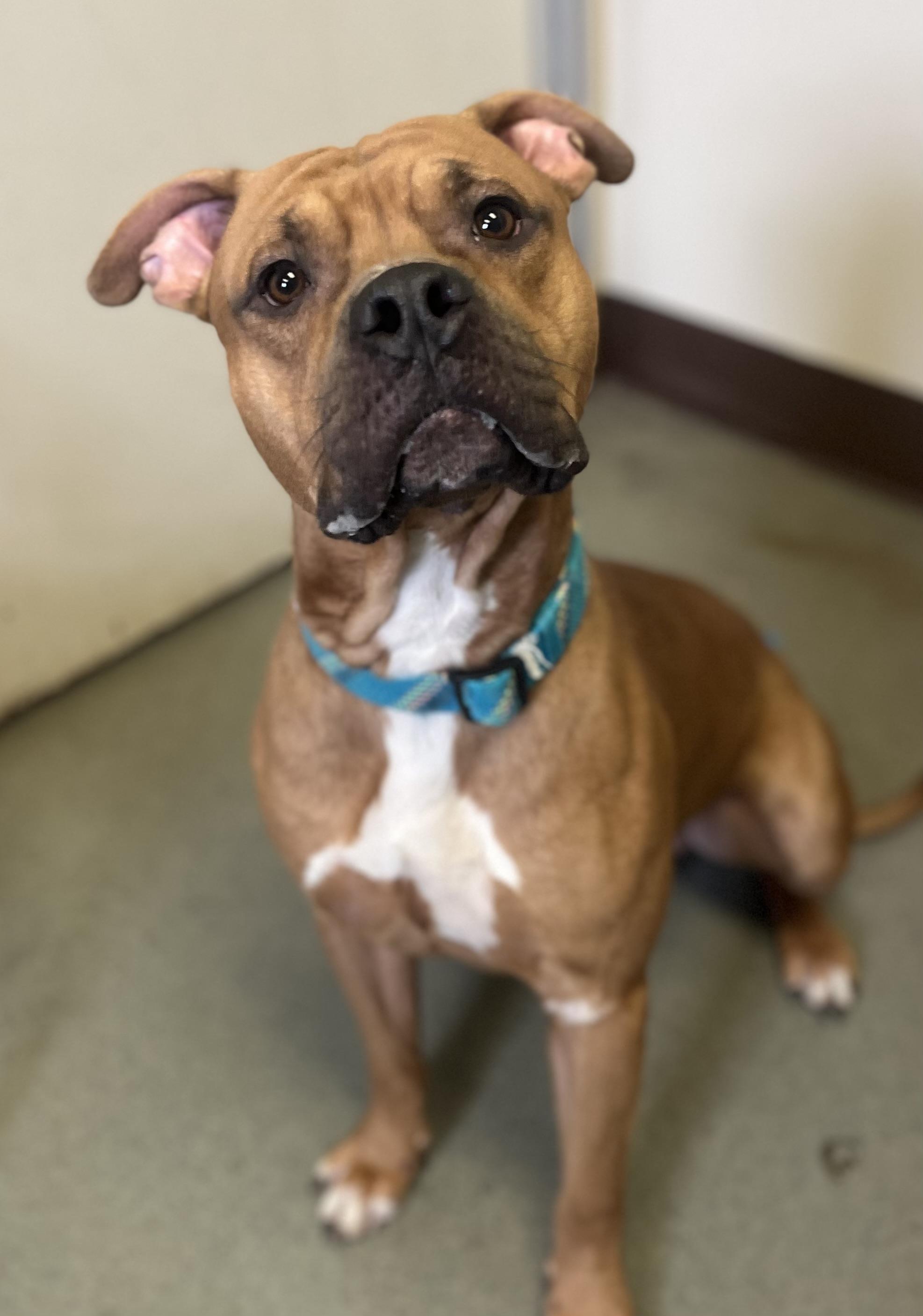 Leon, Adoptable, Young Male Pit Bull Terrier & Boxer.