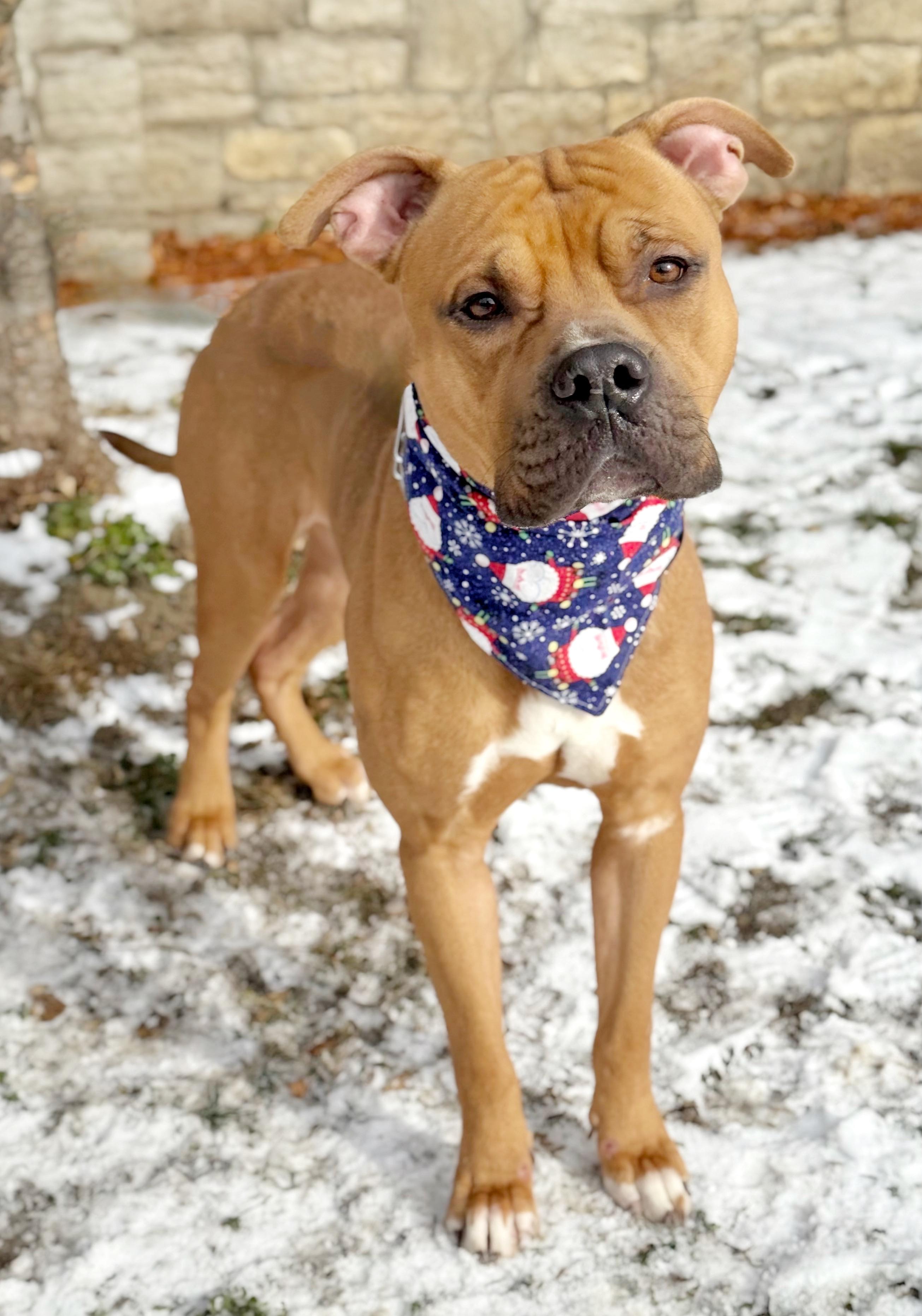 Enlarge Leon, a Adoptable mixed breed in Buffalo, NY image 2/6