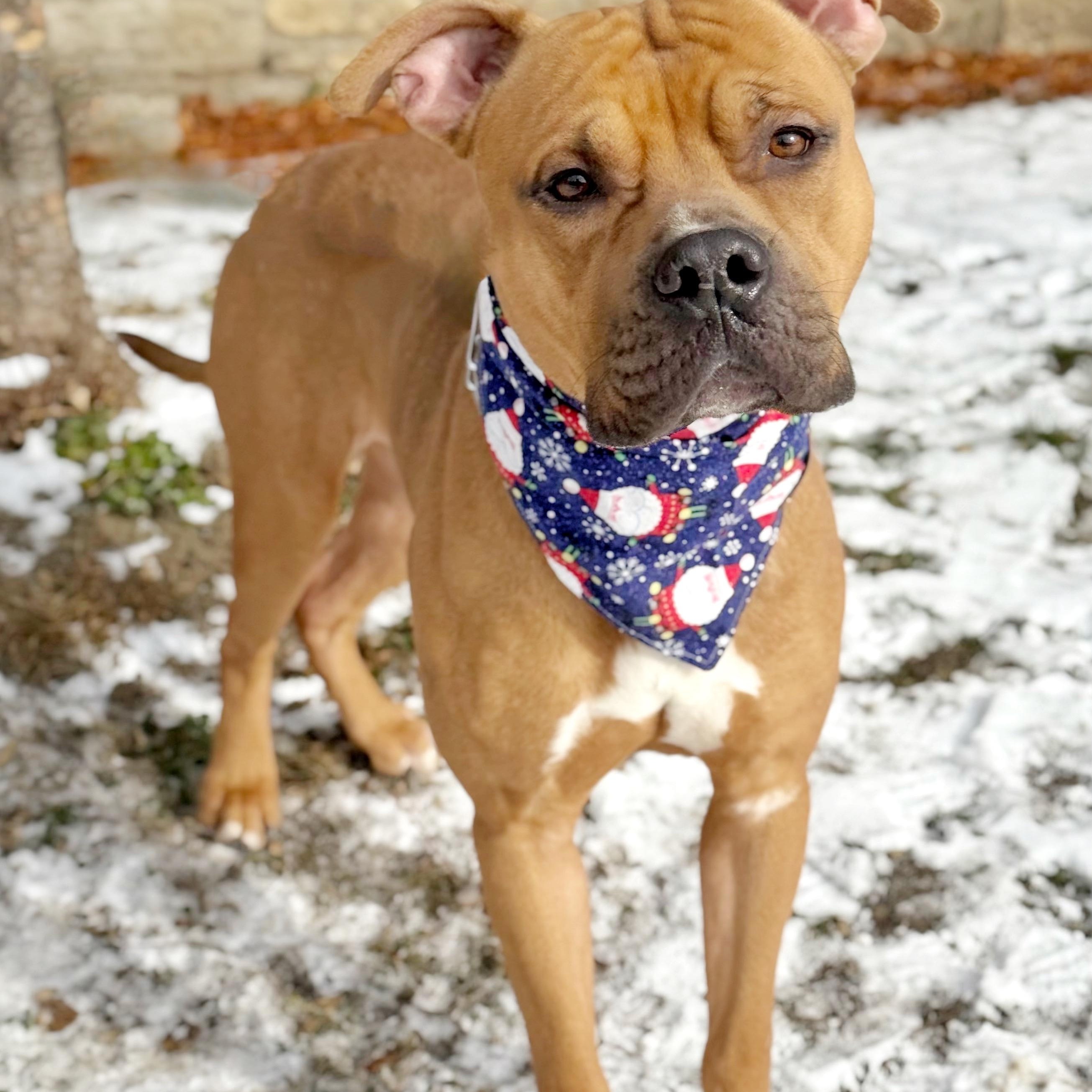 Enlarge Leon, a Adoptable mixed breed in Buffalo, NY image 3/6