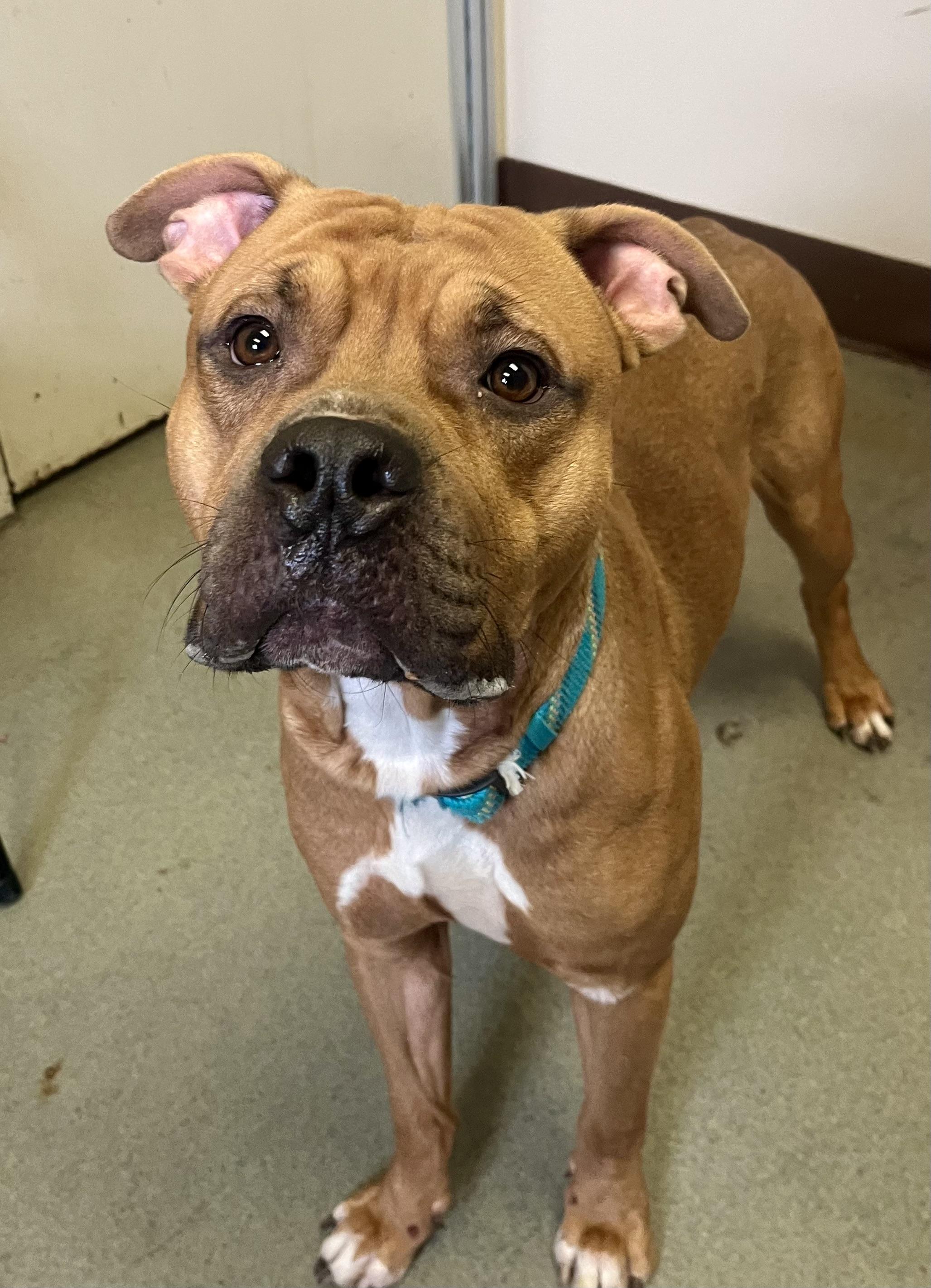 Enlarge Leon, a Adoptable mixed breed in Buffalo, NY image 3/6