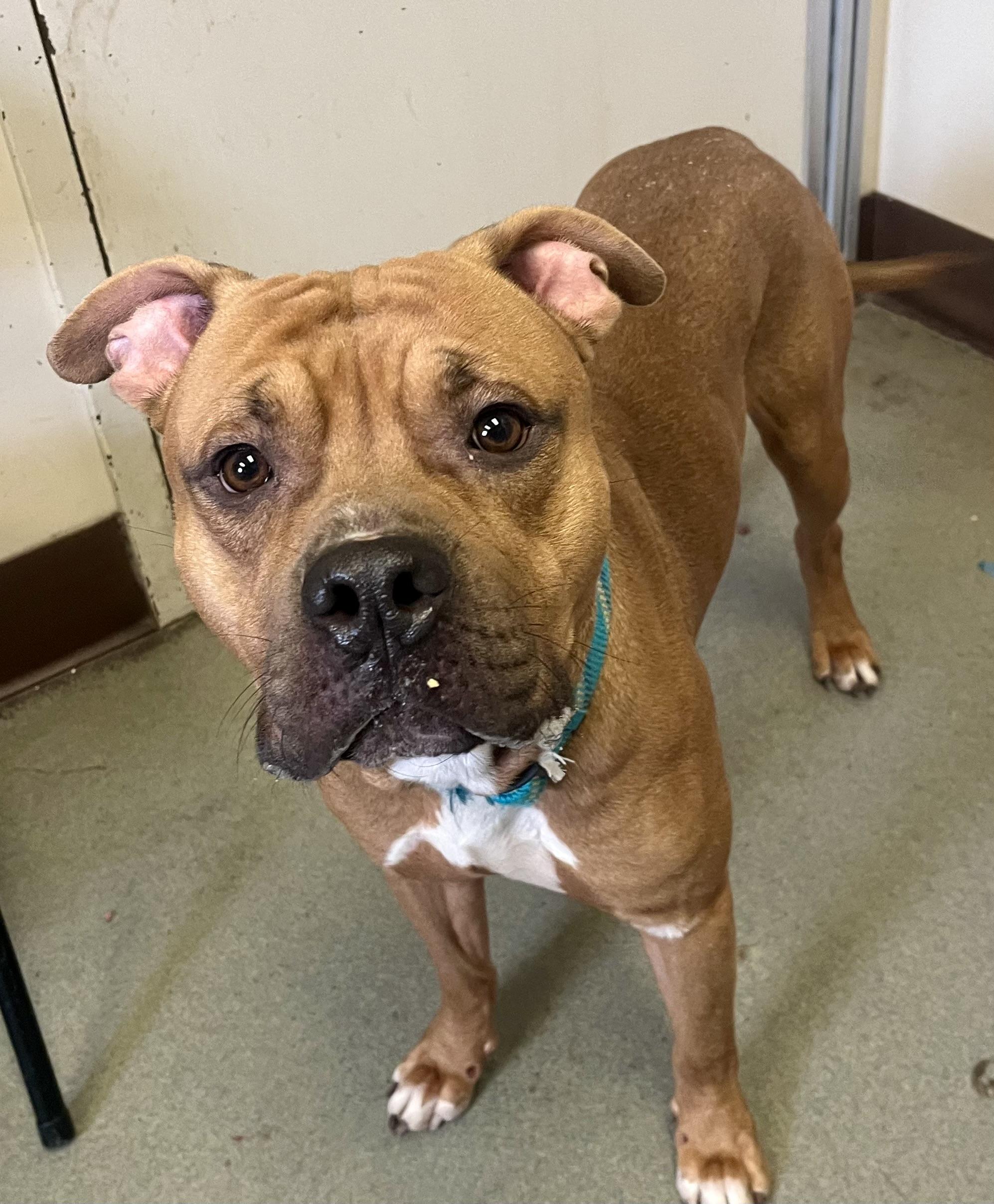 Enlarge Leon, a Adoptable mixed breed in Buffalo, NY image 4/6