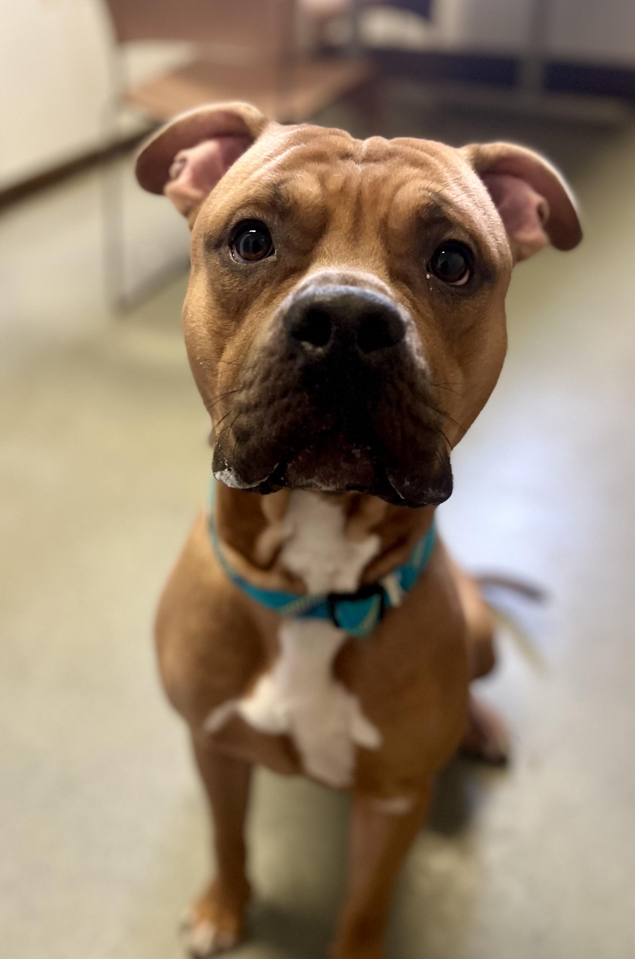 Enlarge Leon, a Adoptable mixed breed in Buffalo, NY image 5/6