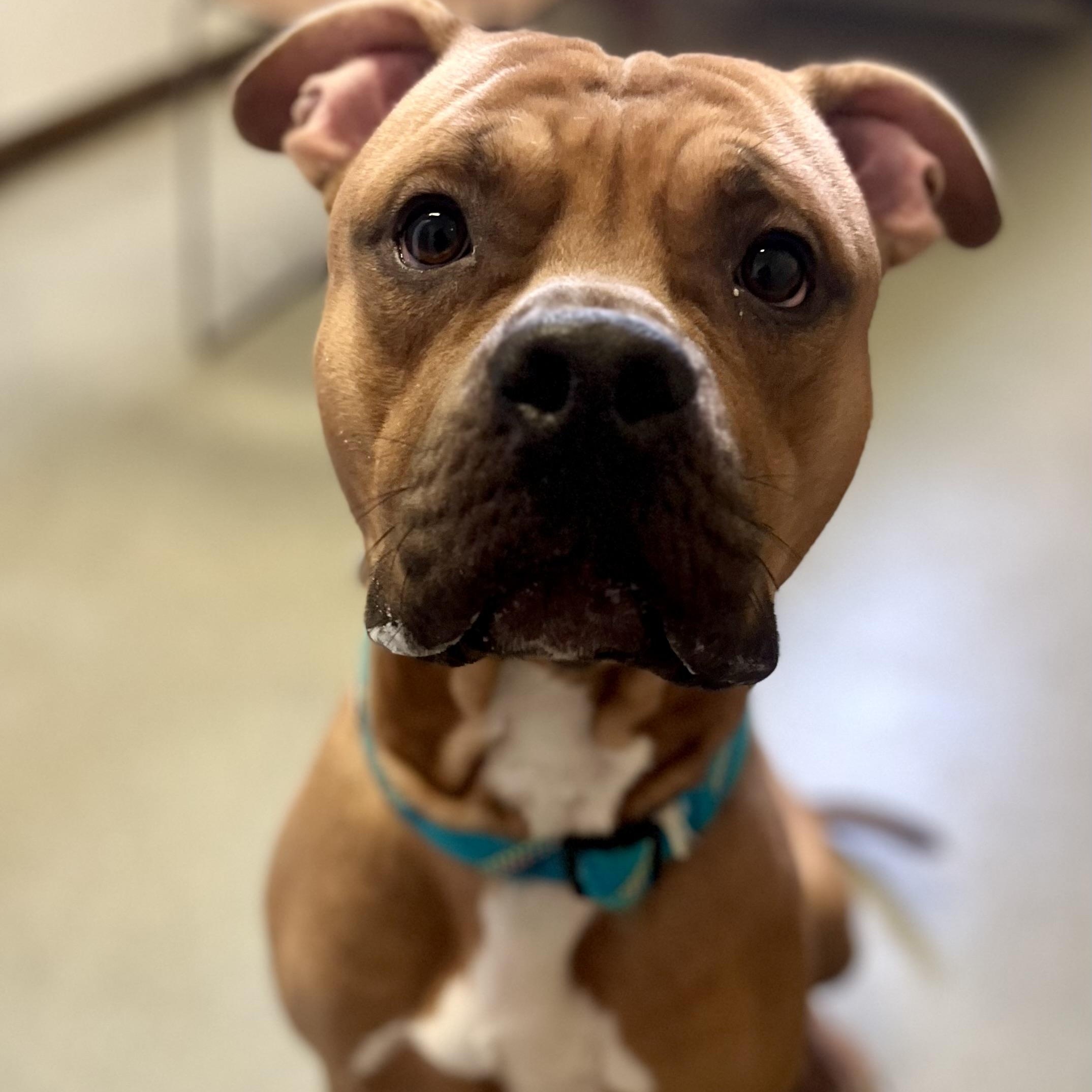 Enlarge Leon, a Adoptable mixed breed in Buffalo, NY image 6/6