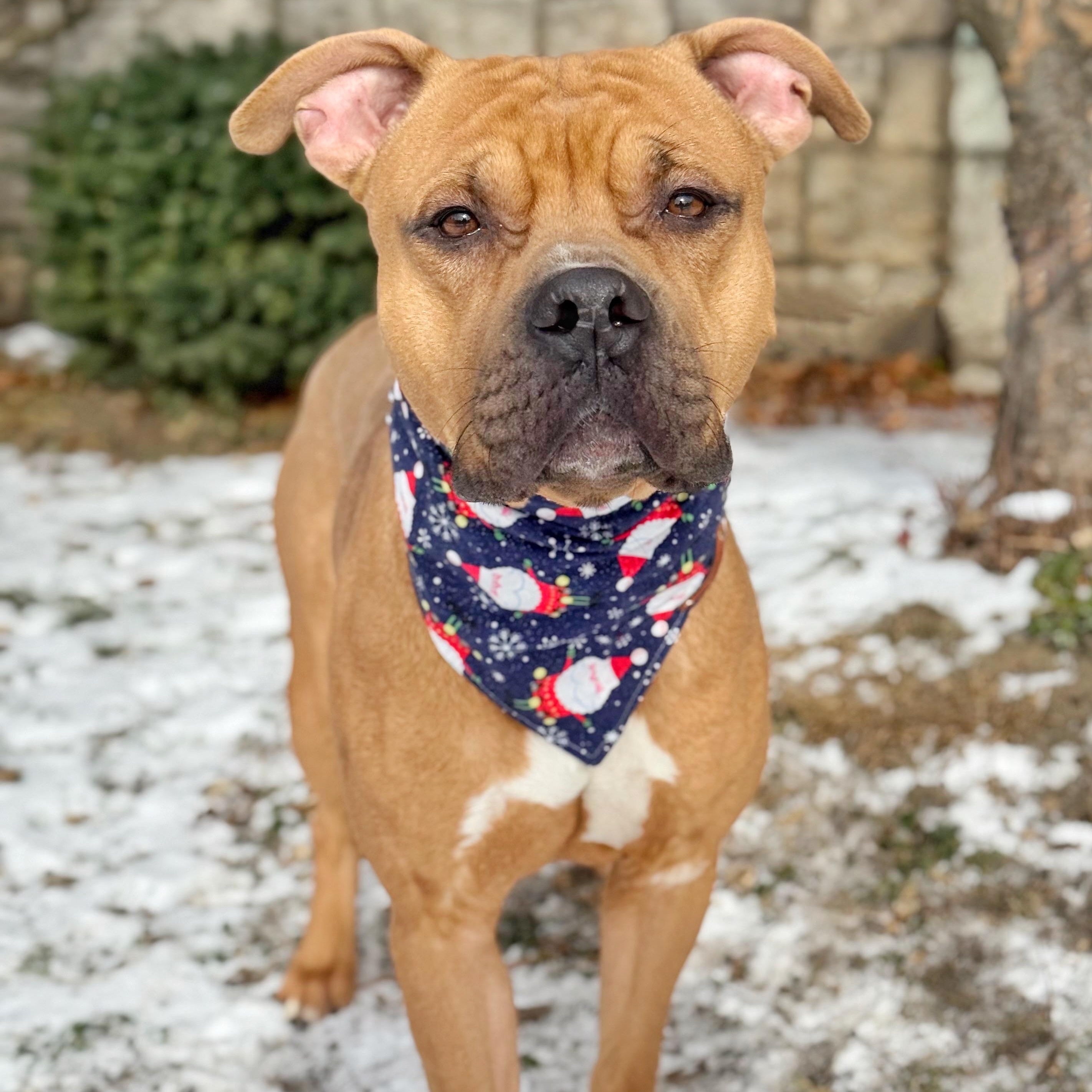 Leon, Adoptable, Young Male Pit Bull Terrier & Boxer.