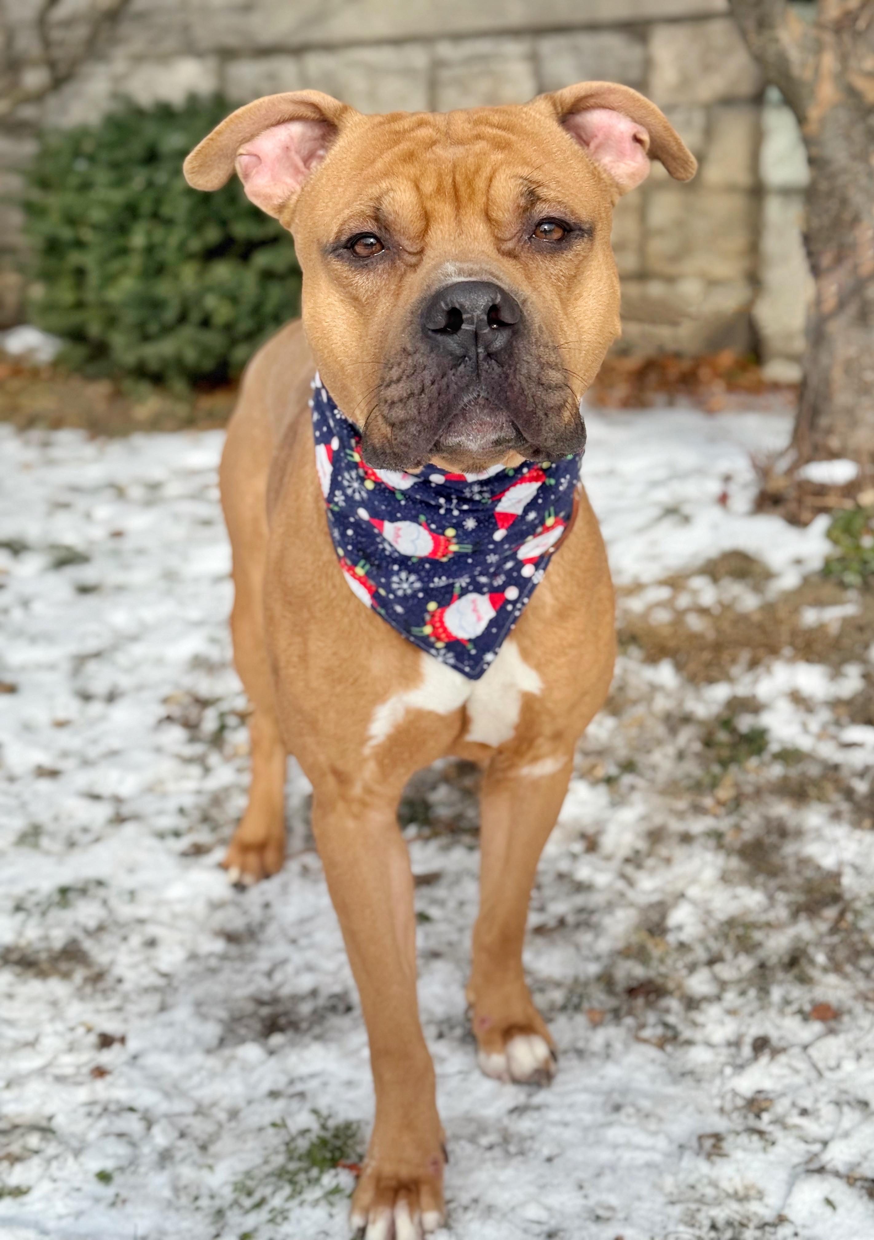 Enlarge Leon, a Adoptable mixed breed in Buffalo, NY image 6/6