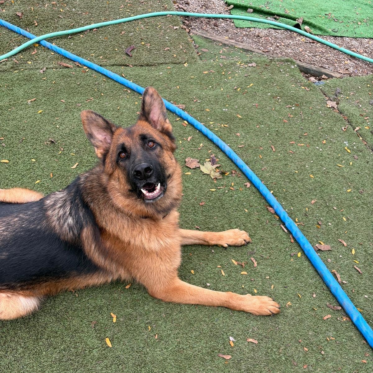 PAID FOSTER OPPORTUNITY, ADOPTABLE, Adult Male German Shepherd Dog.