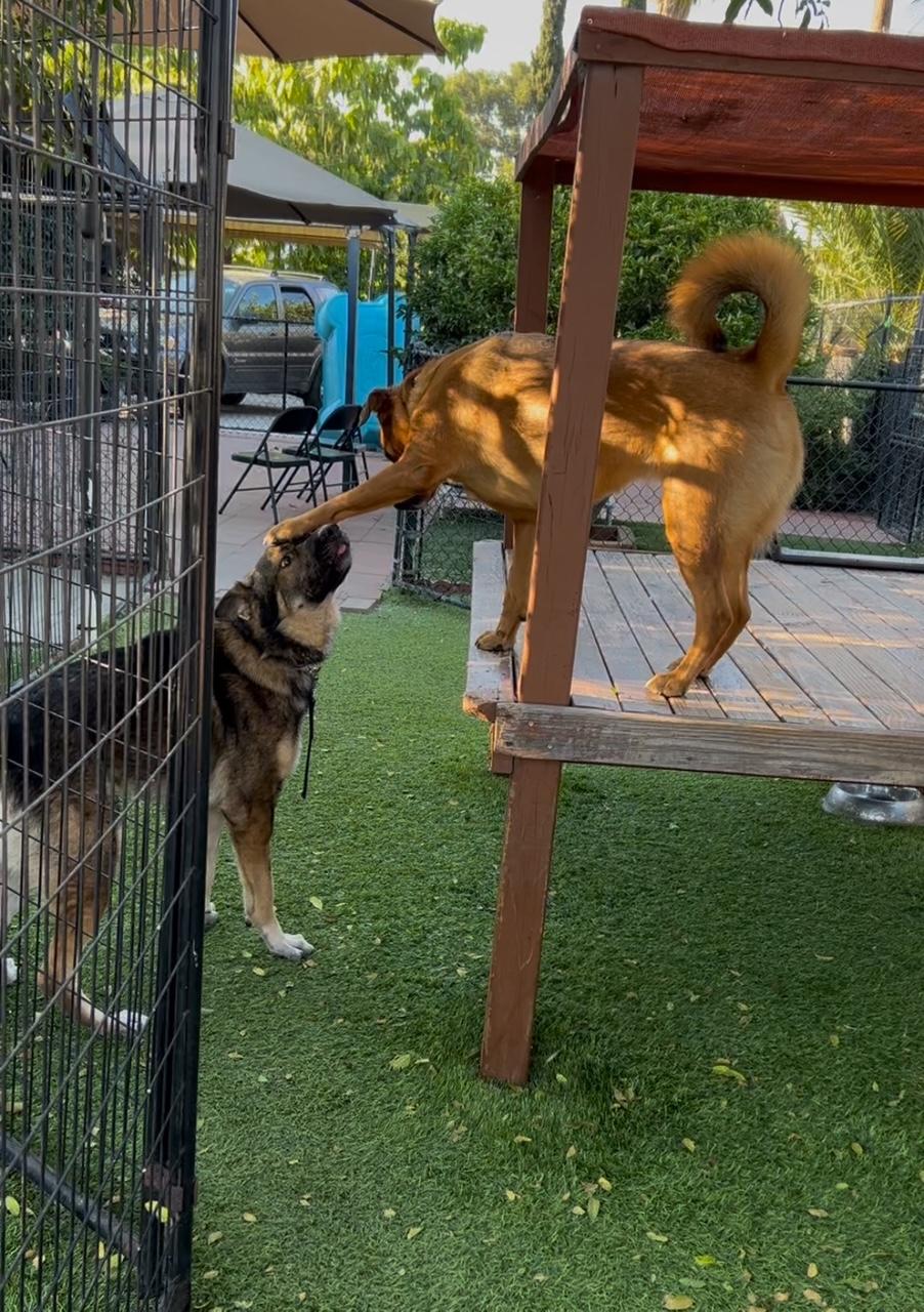 Enlarge Rocky, a Adoptable German Shepherd Dog in Burbank, CA image 2/6