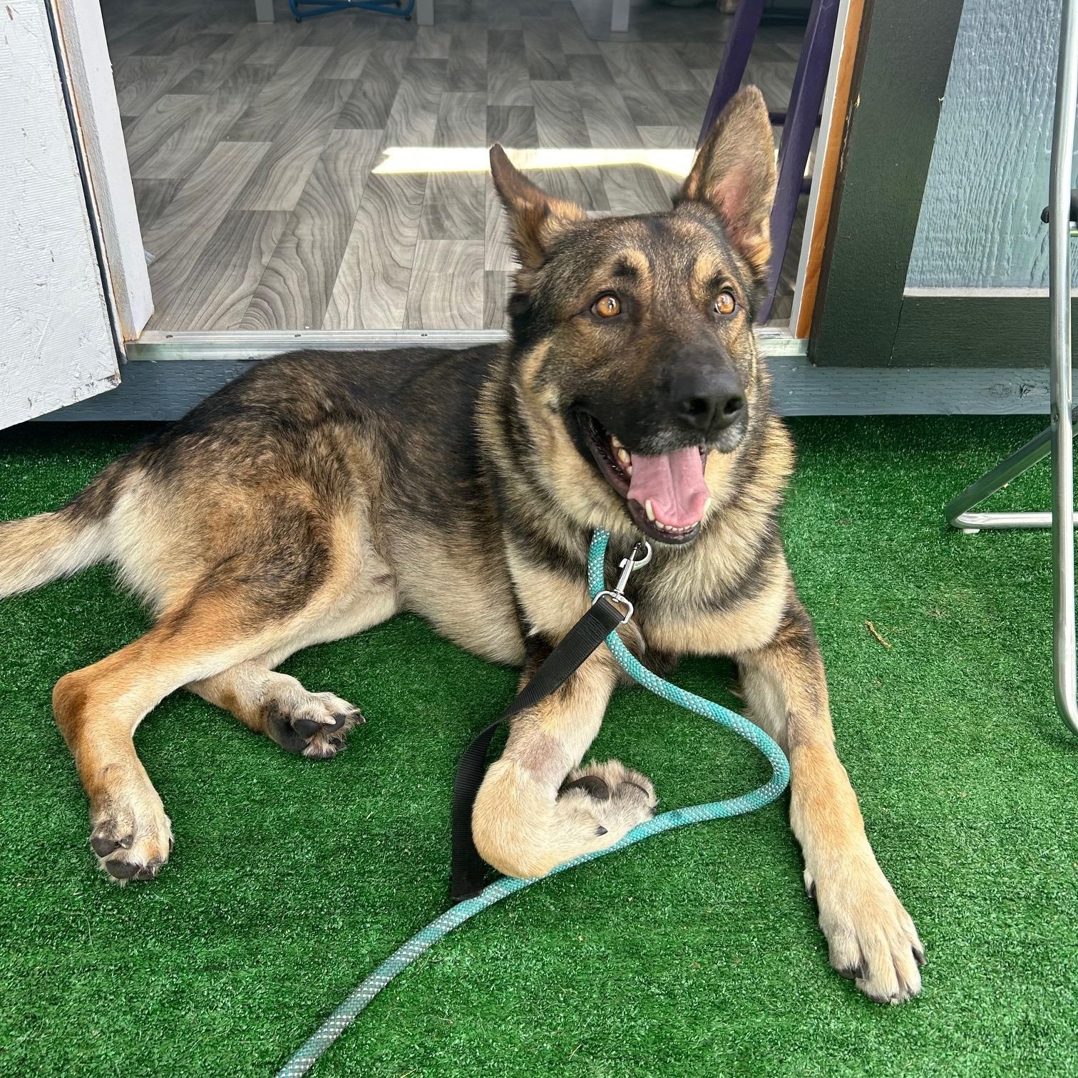 Enlarge Rocky, a Adoptable German Shepherd Dog in Burbank, CA image 1/6