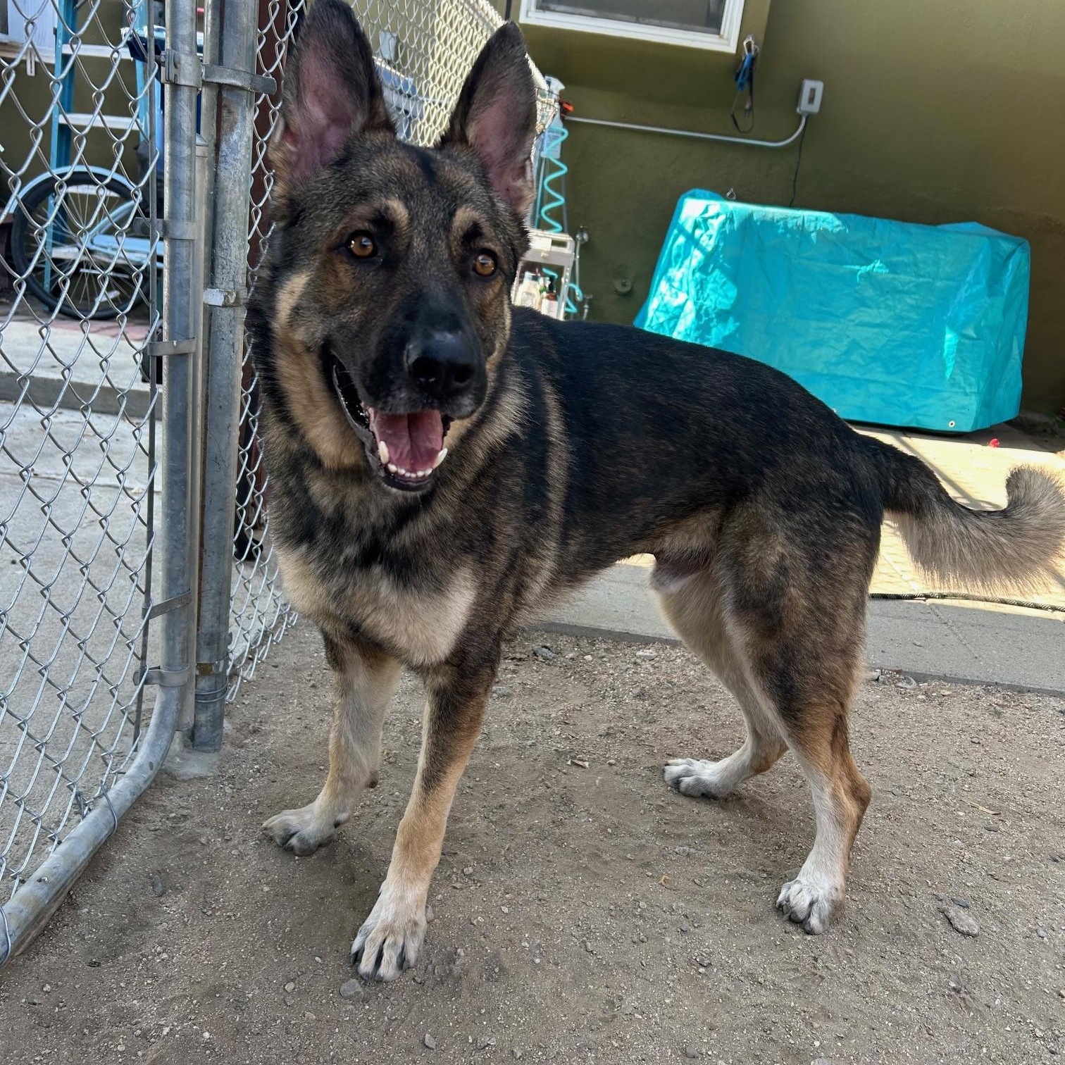 Enlarge Rocky, a Adoptable German Shepherd Dog in Burbank, CA image 3/6