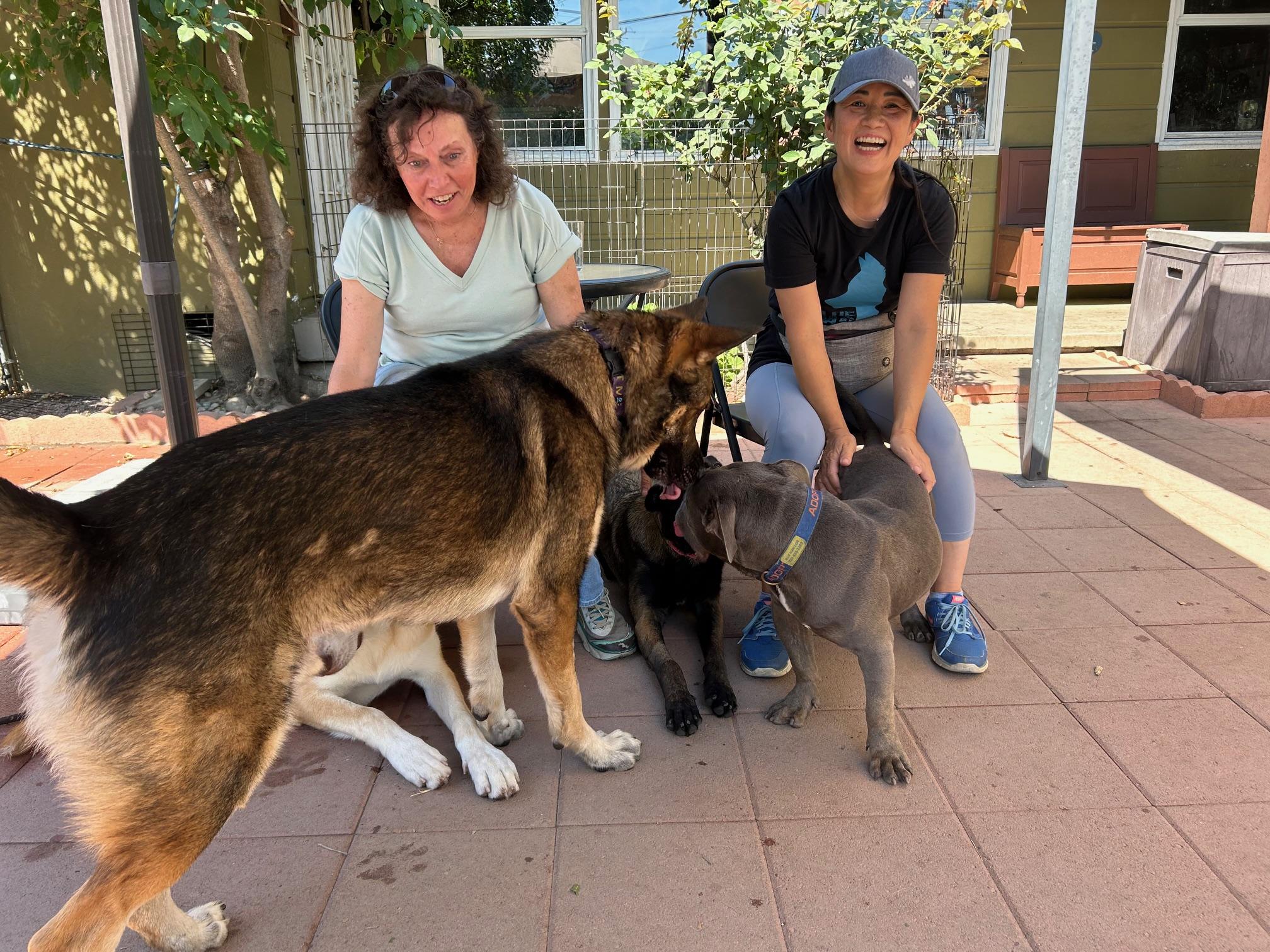Enlarge Rocky, a Adoptable German Shepherd Dog in Burbank, CA image 5/6