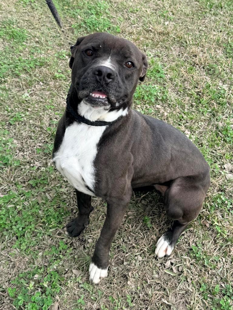 Diva, Adoptable, Adult Female Pit Bull Terrier & Mixed Breed.