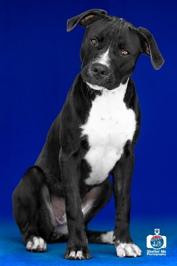 Diva, a Adoptable mixed breed in Denham Springs, LA image 1/6