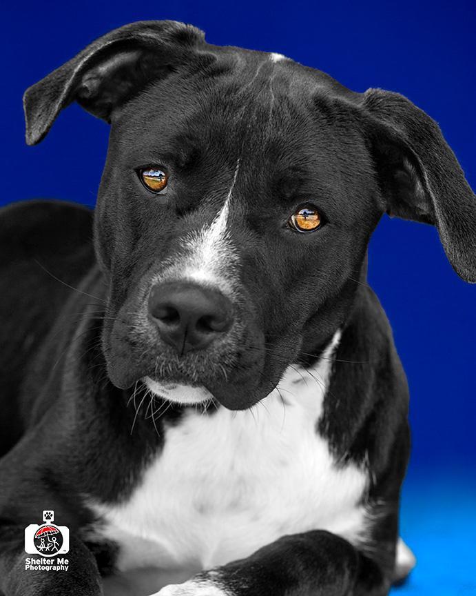 Diva, a Adoptable mixed breed in Denham Springs, LA image 2/6