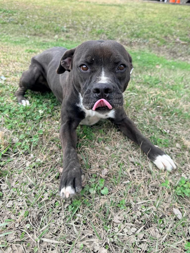 Enlarge Diva, a Adoptable mixed breed in Denham Springs, LA image 3/3