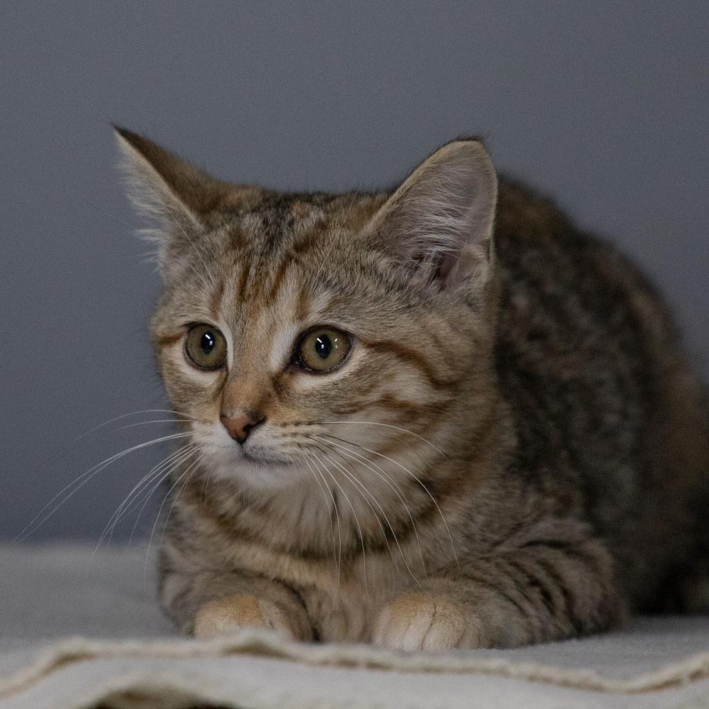 Vivian, Adoptable, Adult Female Domestic Short Hair & Mixed Breed.