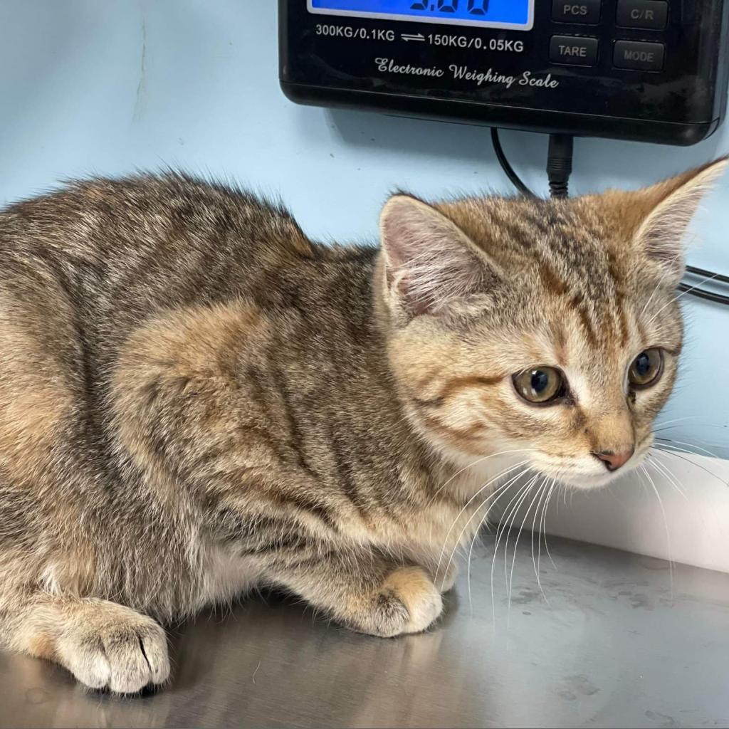 Enlarge Vivian, a Adoptable mixed breed in Madisonville, KY image 2/4