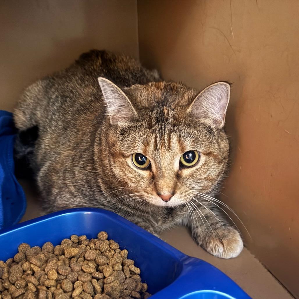 Enlarge Vivian, a Adoptable mixed breed in Madisonville, KY image 3/4