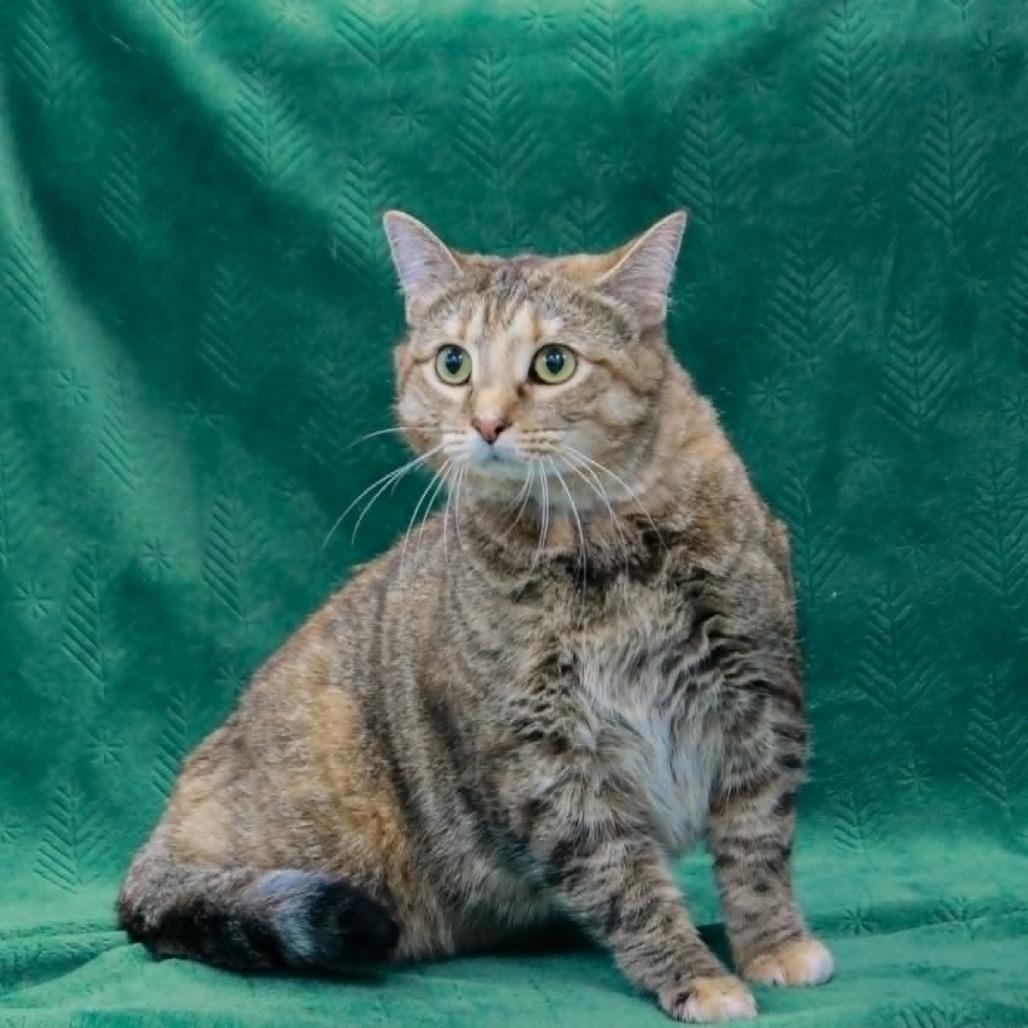 Enlarge Vivian, a Adoptable mixed breed in Madisonville, KY image 4/4