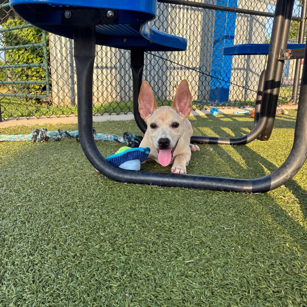 Mary Poppins, a Adoptable mixed breed in Bryan, TX image 1/6