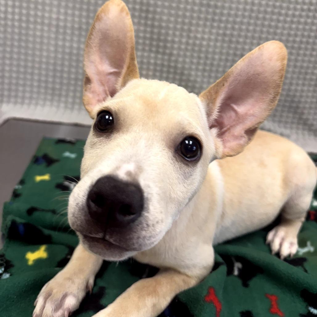Mary Poppins, a Adoptable mixed breed in Bryan, TX image 1/5