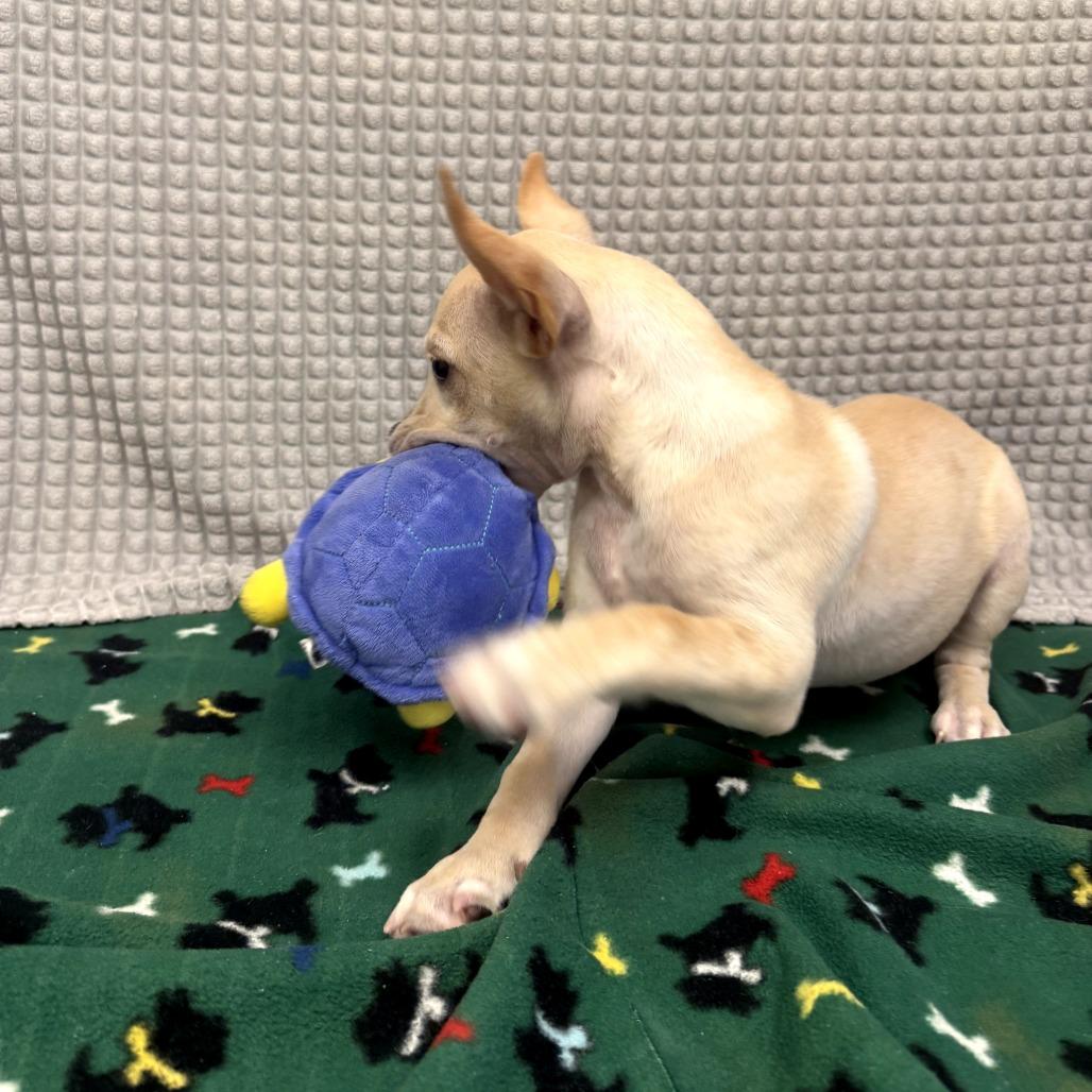 Mary Poppins, a Adoptable mixed breed in Bryan, TX image 2/5