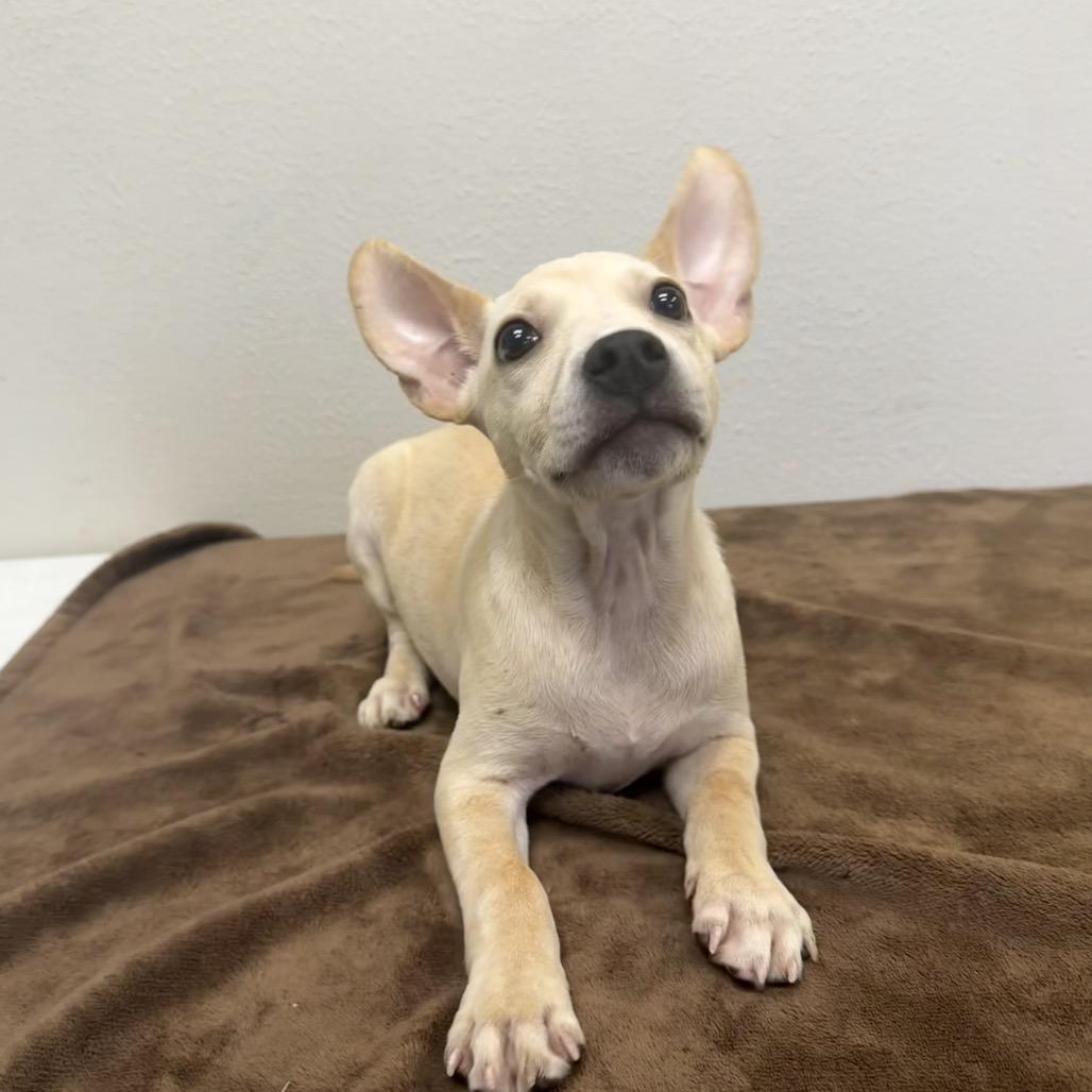 Mary Poppins, a Adoptable mixed breed in Bryan, TX image 3/5