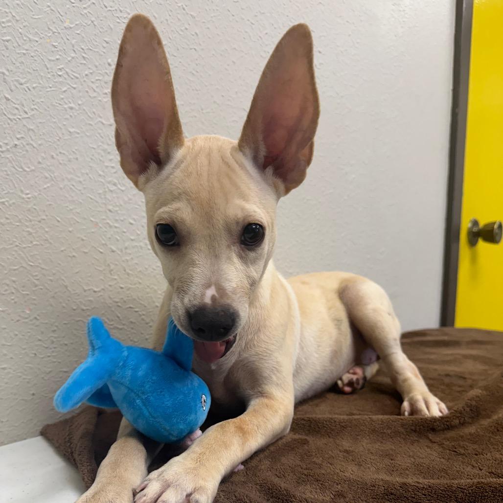 Mary Poppins, a Adoptable mixed breed in Bryan, TX image 4/5