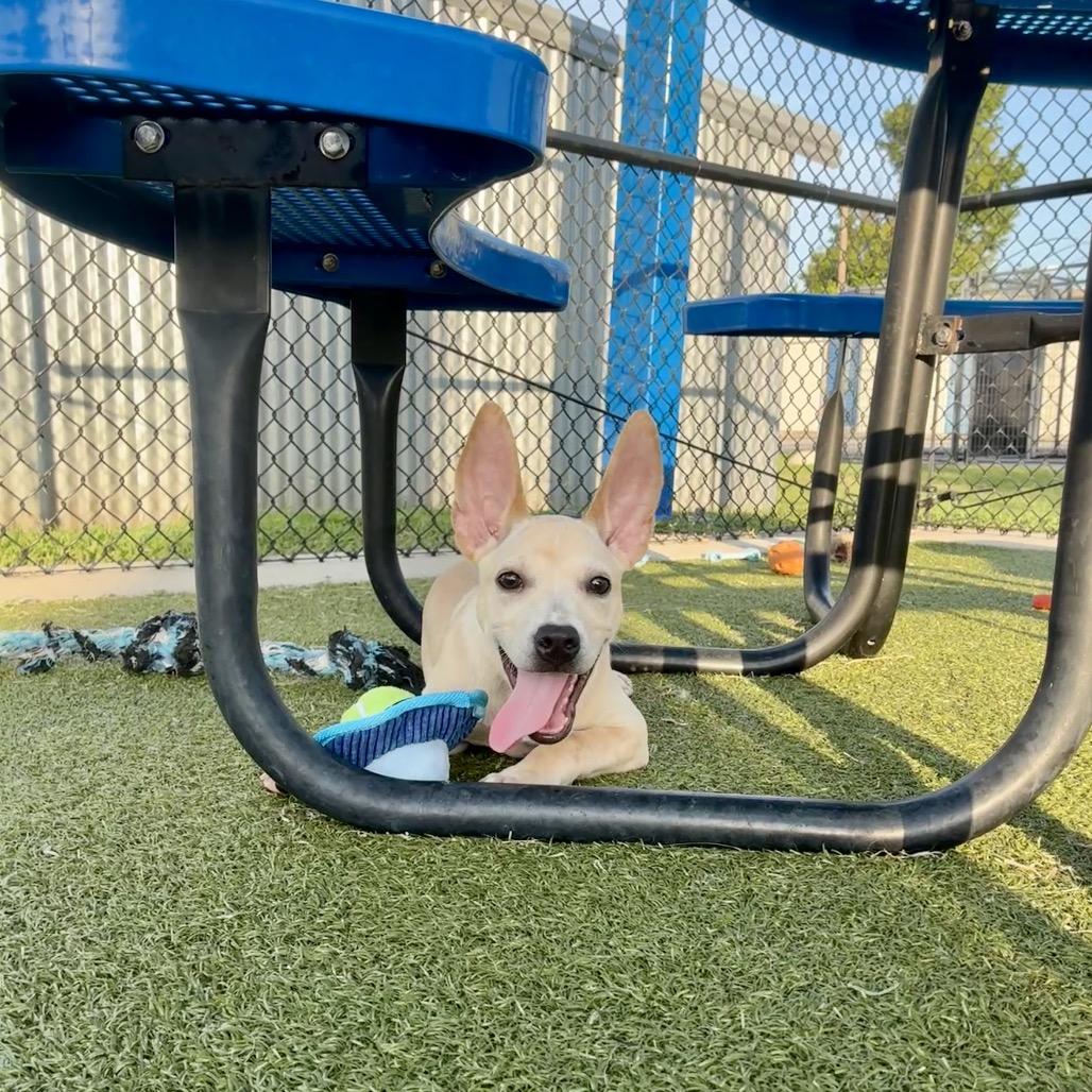 Mary Poppins, a Adoptable mixed breed in Bryan, TX image 5/6