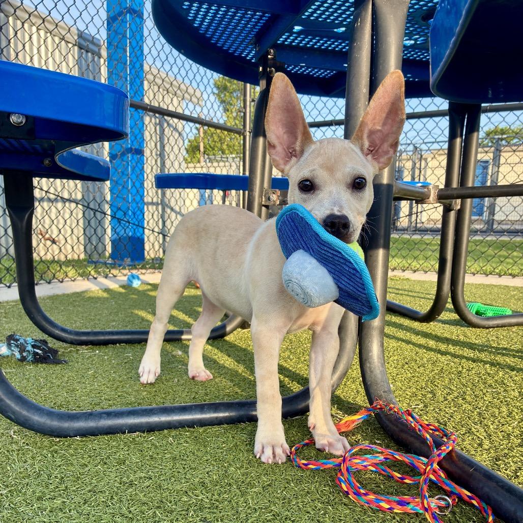 Mary Poppins, a Adoptable mixed breed in Bryan, TX image 6/6
