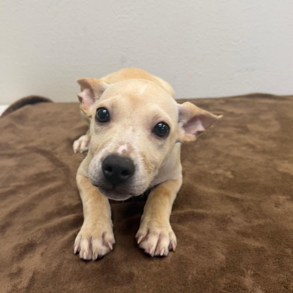 Mary Poppins, a Adoptable mixed breed in Bryan, TX image 5/5