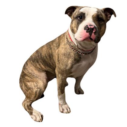 Enlarge Ruth, an adopted mixed breed in Red Bluff, CA image 1/1