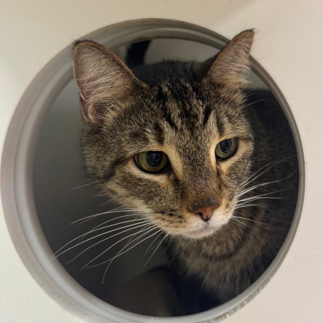 Enlarge King, a Adoptable Domestic Short Hair in West Palm Beach, FL image 1/6