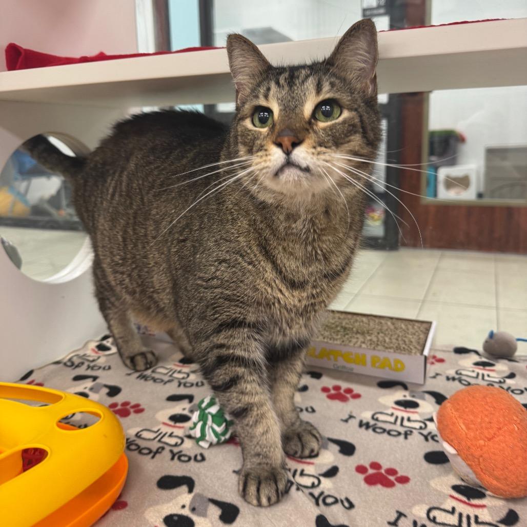 Enlarge King, a Adoptable Domestic Short Hair in West Palm Beach, FL image 2/6