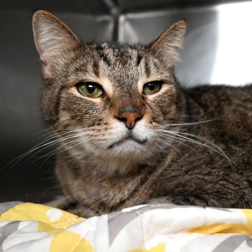 Enlarge King, a Adoptable Domestic Short Hair in West Palm Beach, FL image 3/6