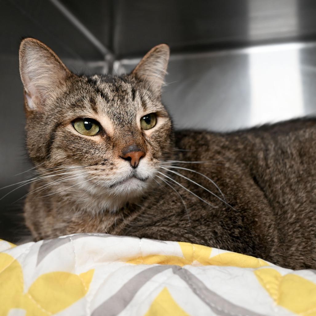 Enlarge King, a Adoptable Domestic Short Hair in West Palm Beach, FL image 4/6