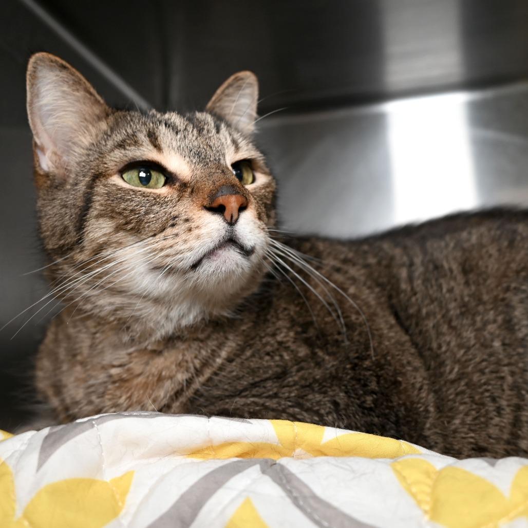 Enlarge King, a Adoptable Domestic Short Hair in West Palm Beach, FL image 5/6