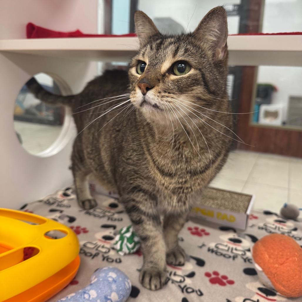 Enlarge King, a Adoptable Domestic Short Hair in West Palm Beach, FL image 6/6