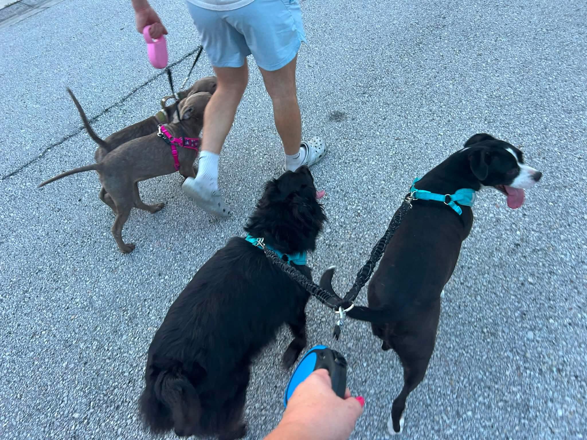 Weimys, an adopted mixed breed in Brooksville, FL image 6/6