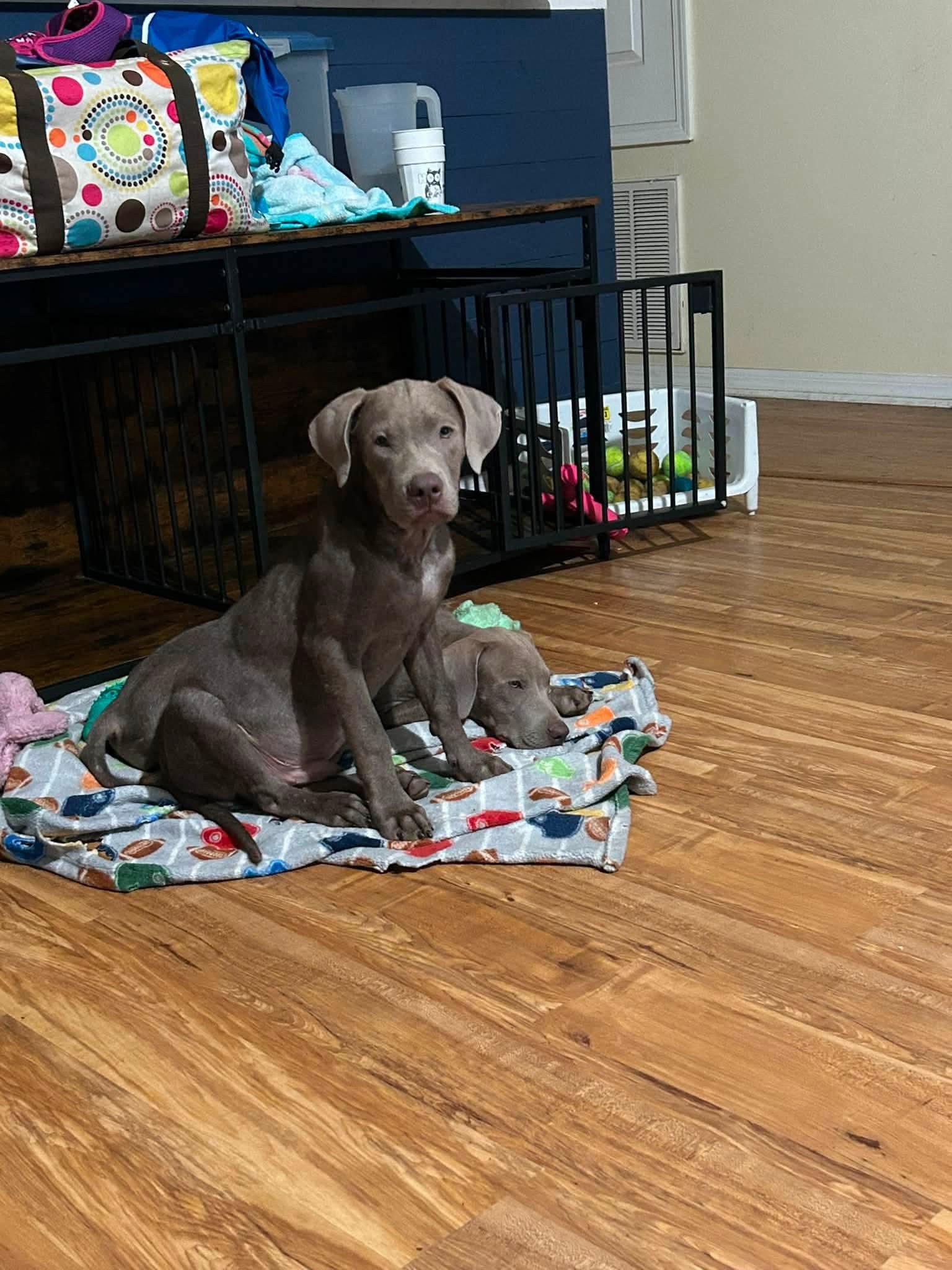 Weimys, adopted, Puppy Male Weimaraner.