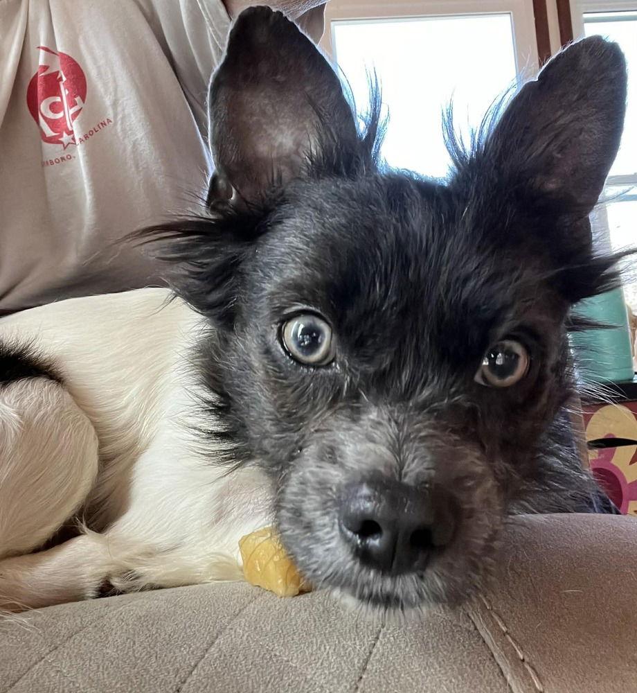 Enlarge Terrance, a Adoptable Terrier in Candler, NC image 2/3