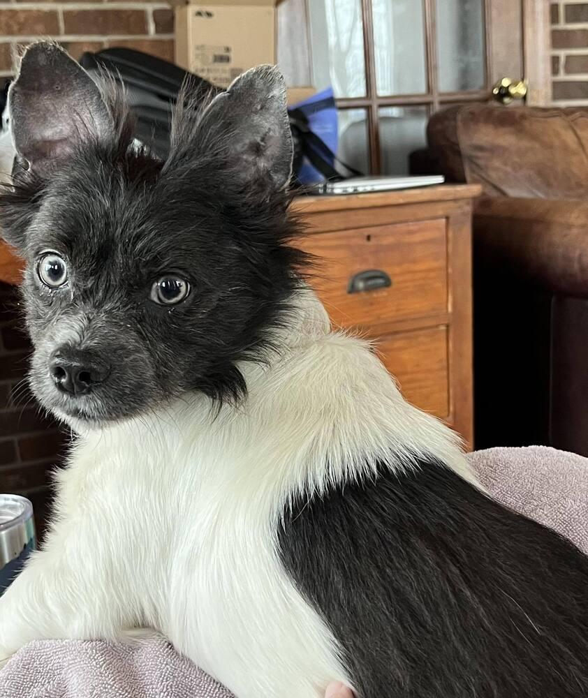 Enlarge Terrance, a Adoptable Terrier in Candler, NC image 3/3